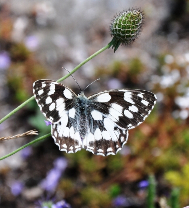 Melanargia galathea